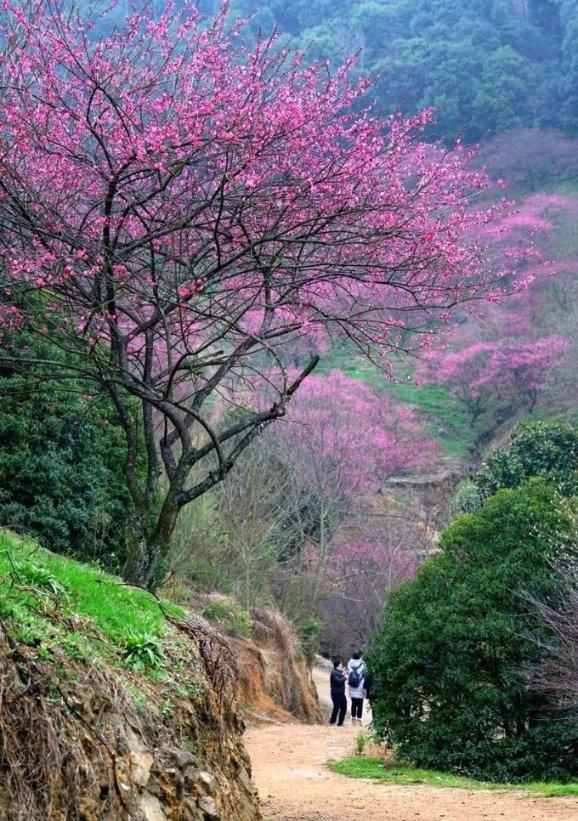 逃离粉红岛